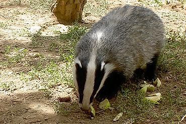 rus dili kursu: Xidmət: Həyət və bağ sahələrində kirpi-badger (qonur-qara zolaqlı — 2