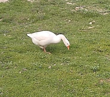 qaz balasl: Salam 2 eded Linda qazlari 2 side yumurtlayir hal hazirda. erkek yoxdu — 2