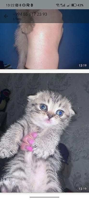 Şotland yastı qulaq, Erkək — 3