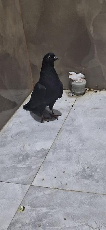 Maya - Rəng: tam qara, dimdik ucunda ağ ləkə - Bədən quruluşu: enli