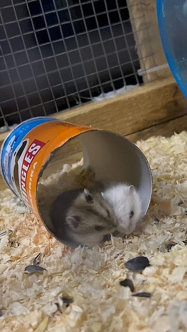 cunqarik satisi: Salam 3 dənə şirin tam sağlam təmiz 19 günlük cunqarik bala — 9