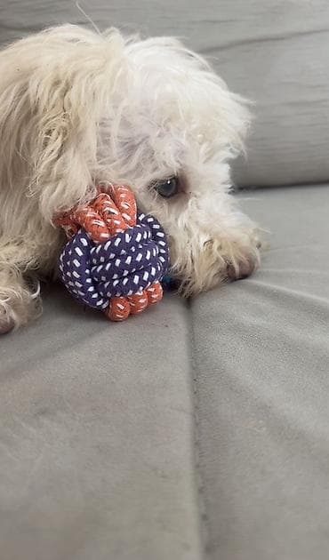 heyvanla: Pudel, 4 ay — 3