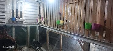 iller: Toyuq, Damazlıq — 4