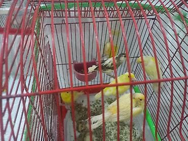 pişik evleri: Meslehetli quşlardı - Növlər: ev kanareykaları - Rənglər: sarı — 1