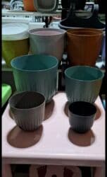 kaybolan yıllar 50: Dibcek Dibcek qabi yumru aq rengli gul.qabi yumru aq rengli dibcek — 24