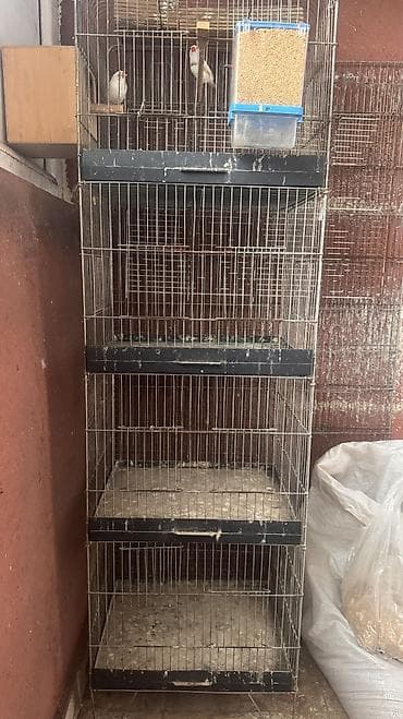 Qəfəs 4 mərtəbəlidi idealdı amadin və papuqay saxlamaq mümkündür
