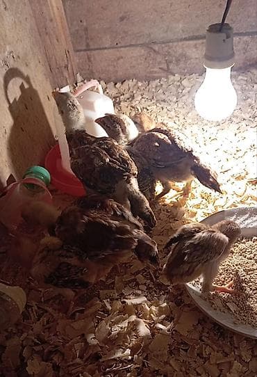 balaca it: Salam güclü cins heyrati balaları satılır fərqli aylardadilar — 5