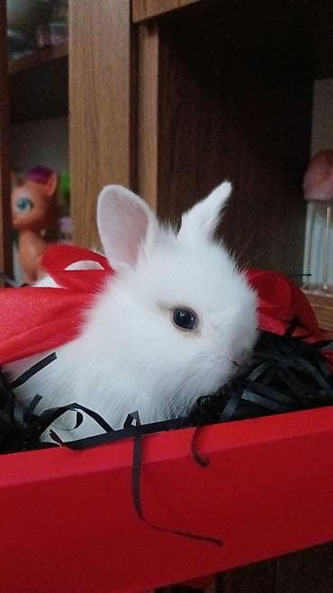 Mini dekorativ dovşan balaları - Növ: dekorativ/mini pet dovşan -