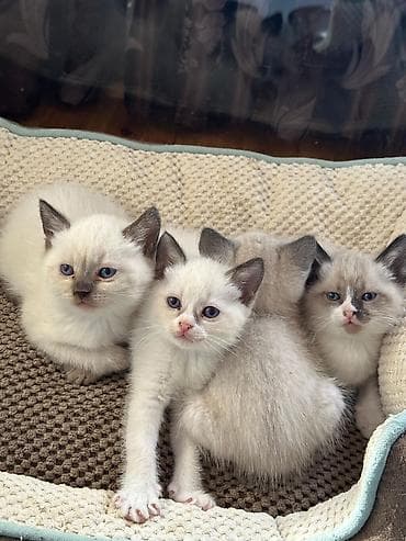 it bala: Balaca pişik balaları – siyal-nöqtəli (colorpoint) görünüşlü, mavi — 1