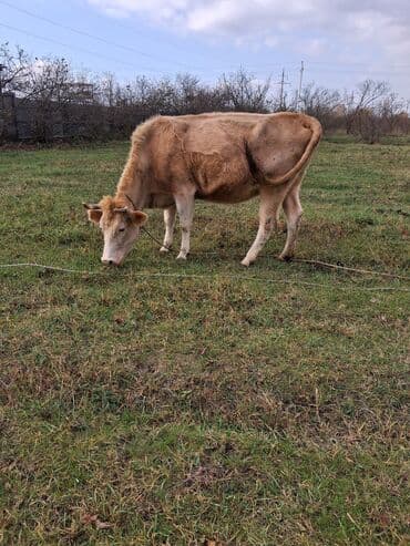 ala inek: Dişi, il: 9, Südlük, Ünvandan götürmə — 2