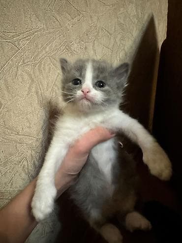 отдам котят в добрые руки: Самец, Самка, В добрые руки, Бесплатная доставка — 2