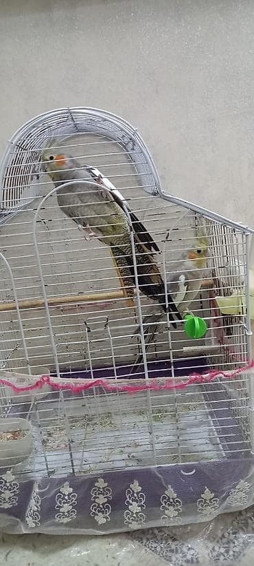 Heyvanlar: Nimfa tutuquşuları (cüt) - Növ: Nimfa (Cockatiel), daraqlı başlı — 3