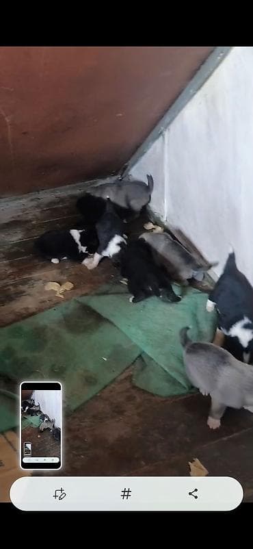 ov itleri satisi: Afcarka ve balaları satılır isdeyen olsa vapçatda yazsın 0507613355 — 1