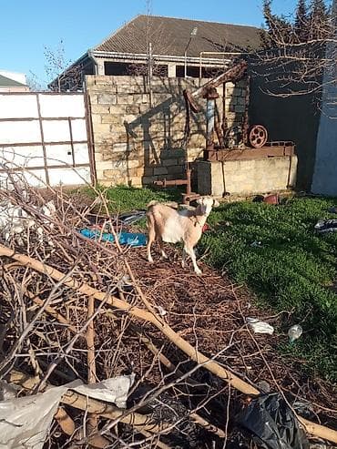 sudluk keciler: Məhsul: Evdə saxlanılan keçilər və balaları Təsvir: - Şəkillərdə süd — 3