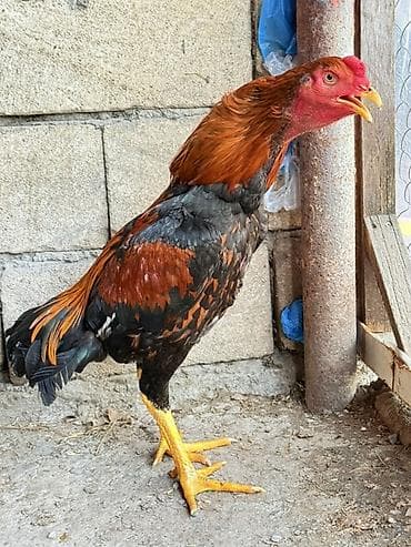 kend cuceleri: Cins: Uzunboyun döyüş tipli xoruz (yerli seleksiya) Rəng: Qırmızı-qara — 3