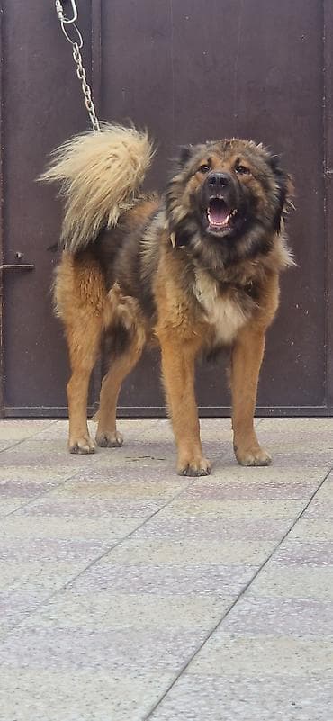 alabay itleri: Qafqaz çoban iti, 2 il, Erkek — 3