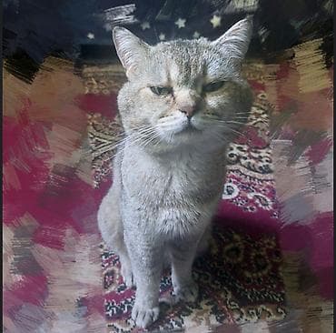 Шиншилла, Самец, В добрые руки at lalafo.az Шиншилла, Самец, В добрые руки