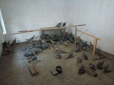 xirdalan gurcu xengeli: Firəng qusu və qırqovul qiymət ayına görə dəyişir — 1