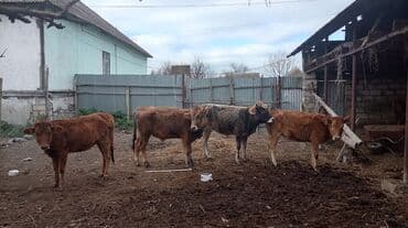 yeher satisi: Satılır: dana qrupu - Növ: yerli cins dana (ətlik istiqamət) - Say: 4 — 1