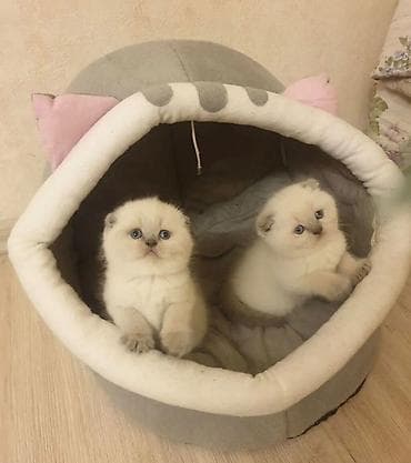 Pişiklər: Şotland, Erkək, Cütləşmə üçün — 2