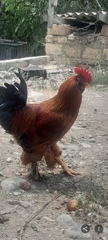 клетки для бойцовых петухов: Salam aleyku təmiz kənd beçələri satıtılır həm kəsmayə həmdə damazlıq — 1