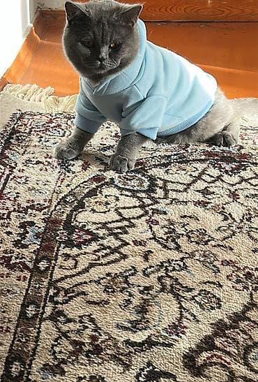 золотая шиншилла купить: Британская, Самец — 3