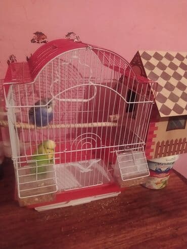 Çəngəllər: Məhsul: Qəfəs və dalmatin finç/budgerigar üçün aksesuarlarla birlikdə — 1