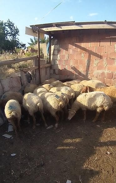 ev heyvanları it: Satılır qoyunlar. 25 ədədə heyvandır bundan 4.5 dənəsi yaşlı heyvandır — 2