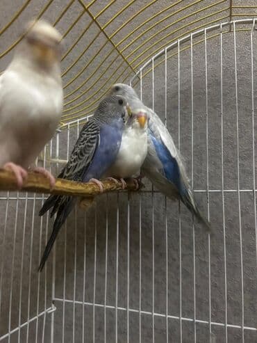 кольчатый попугай цена: Məhsul: Məhəbbət quşları satilir — 5