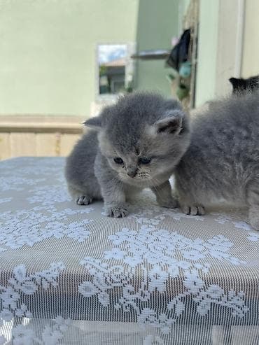 anqora pisik: Britan, Erkək, Yaxşı əllərə — 8