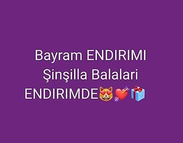 munchkin pişik: Britan — 1