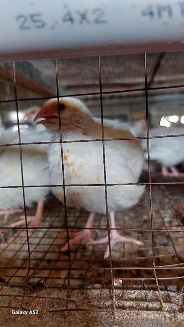 Pişiklər: Məhsul: Bildircin (ətlik və yumurtalıq) BİRİNCİ VƏ İKİNCİ şəkildə — 1