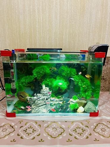 Собаки: Прямоугольный аквариум, Вместе с рыбами, 40 л — 6