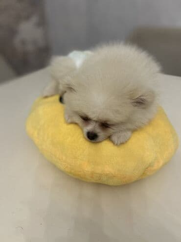 сколько стоит щенок акита ину: Шпиц, 3 месяца, Самец, С прививками — 2