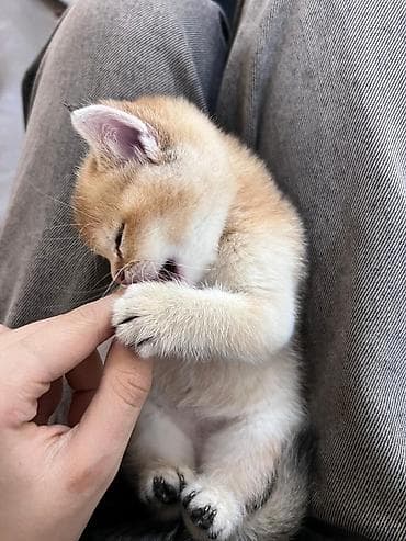 cins pişikler: Britan — 9