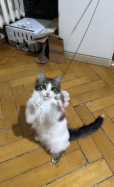 Пристраивается котенок, 4 месяца. От блох и глистов обработан. К лотку