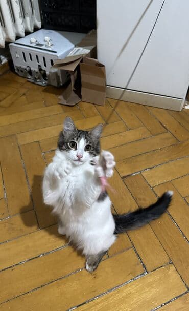 pitbul erkek: Пристраивается котенок, 4 месяца. От блох и глистов обработан. К лотку — 4