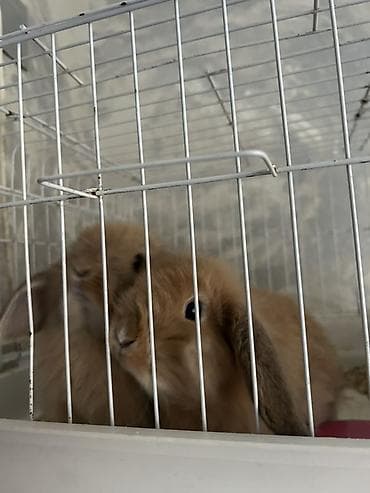 heyvanlar alemi: 2si birlikdə 40azn.qəfəslə birlikdə.aldığımız qiymətdən ucuz — 2