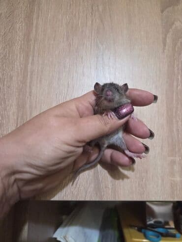 gəmiricilər: Декоративные крысята, мальчики и девочки. 25 дней. Цена 40-50м. По — 2