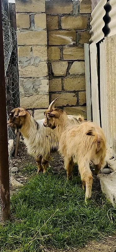 Satlıq keçilər – 2 baş erkek cepış temız etı 10 kq - Cins: yerli