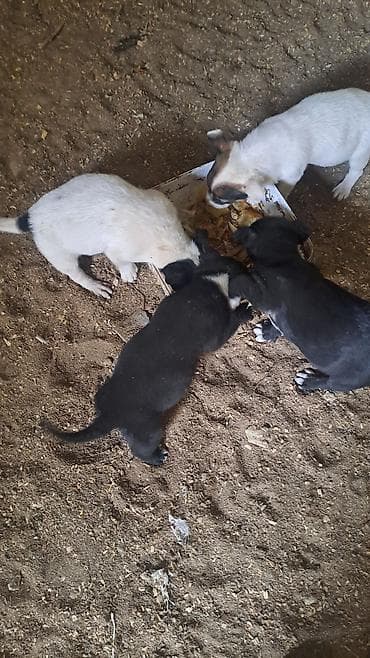 Balalar satilir temiz zvanokdu atasiynan anasi ayri cinsdi ama temiz