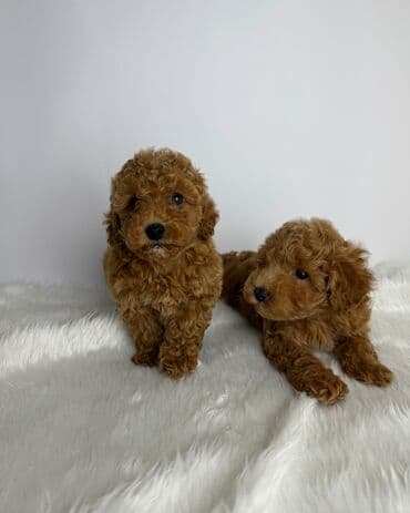 kreditle it satisi: Pudel — 2