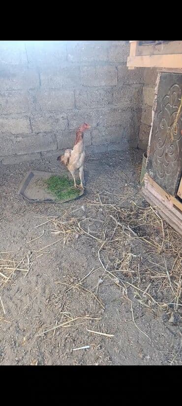 cins inekler: Toyuq, Damazlıq — 3