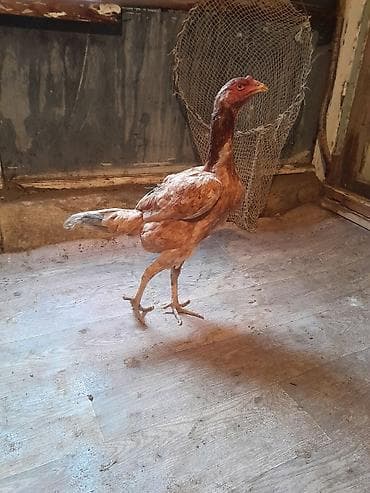 Sarı kül quyruq kül qened feredi mayn 2 si cixiblar real alıcilar