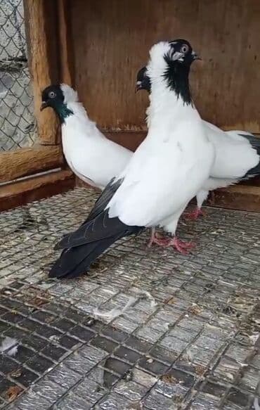 australorp toyuq satılır: Təmiz manaxlar tam sağlamdırlar peyvəndləri vuruluf qiymət cütünə — 1