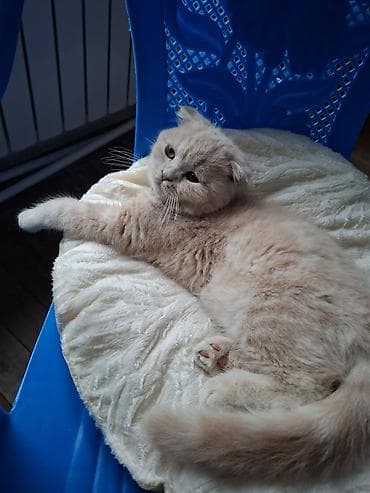 şirin pişikler: Şotland yastı qulaq, Dişi — 2