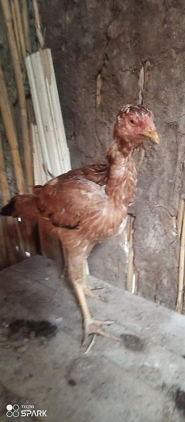 dovsan satilir: Toyuq, Damazlıq — 4