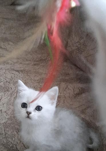 pisik satanlar: Britan — 3