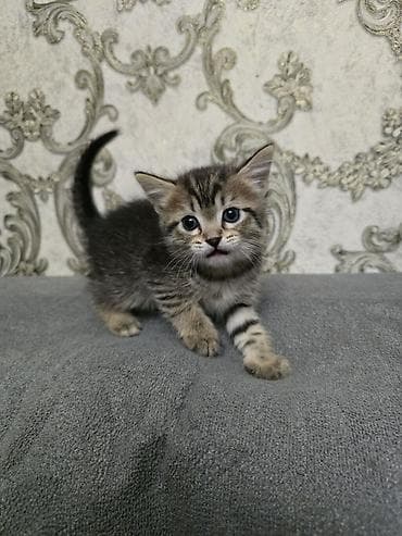 pişik pulsuz: Erkək, Dişi — 2