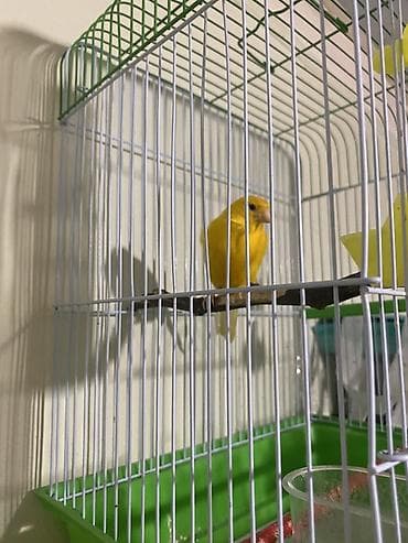 inek yemi: Sarı bülbül və qəfəs dəsti Qızğın erkək bülbül kletqa qarışıq — 3